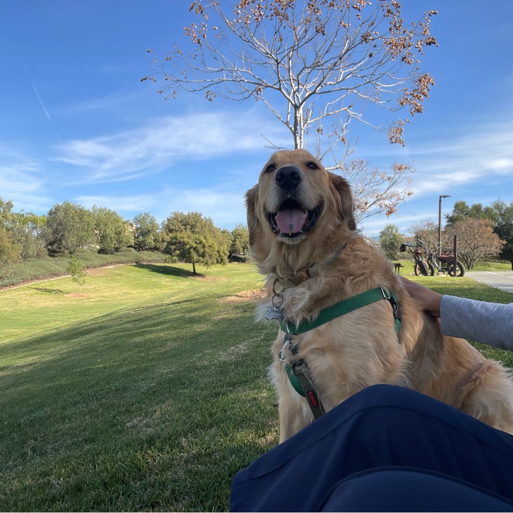 Meet your Posher, Angellene